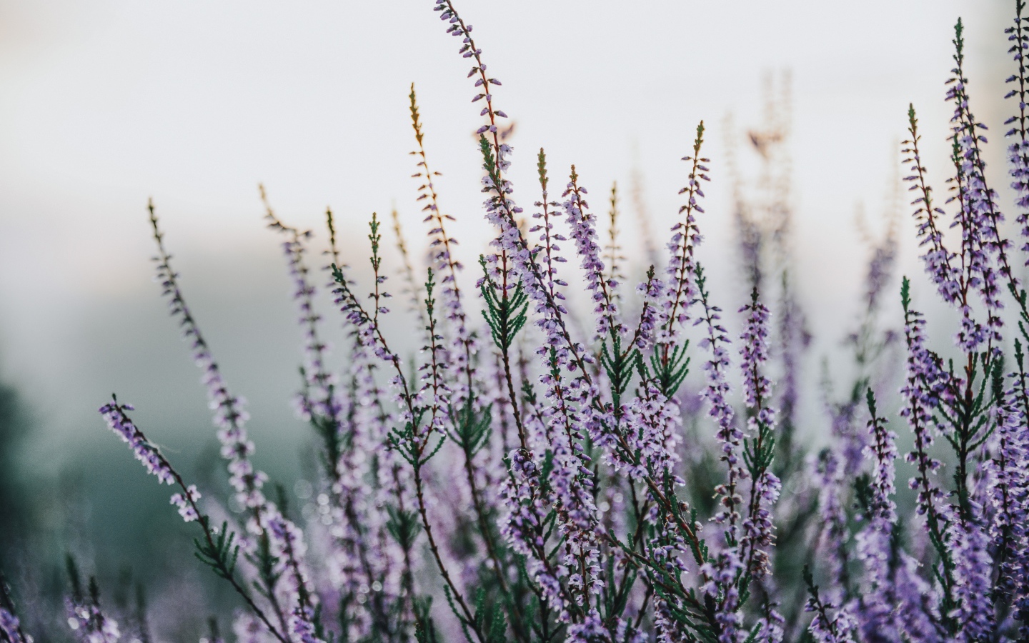 Сиреневые полевые цветы крупным планом