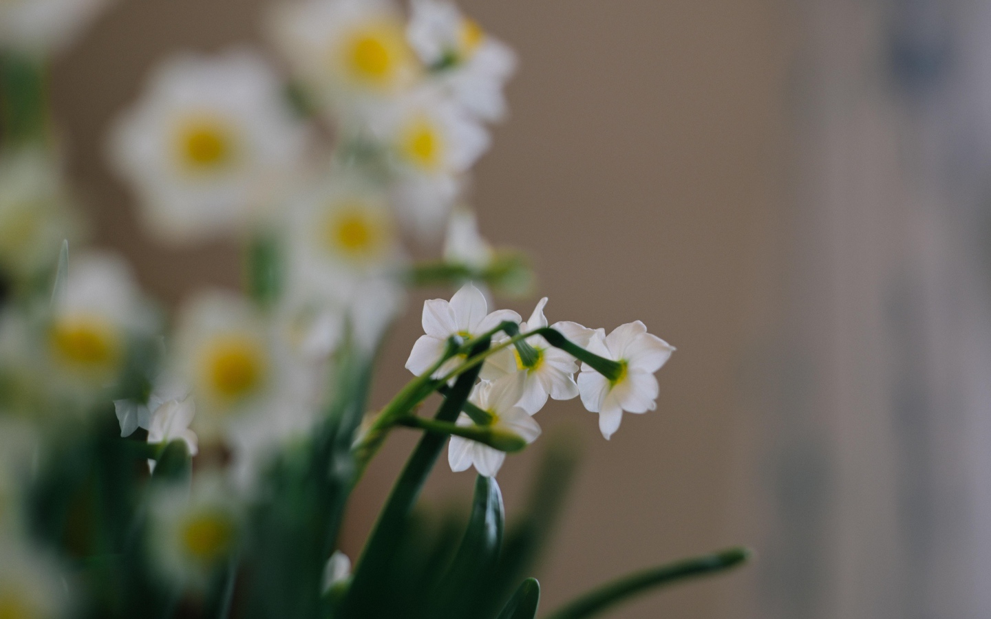 Маленькие белые нарциссы на размытом фоне