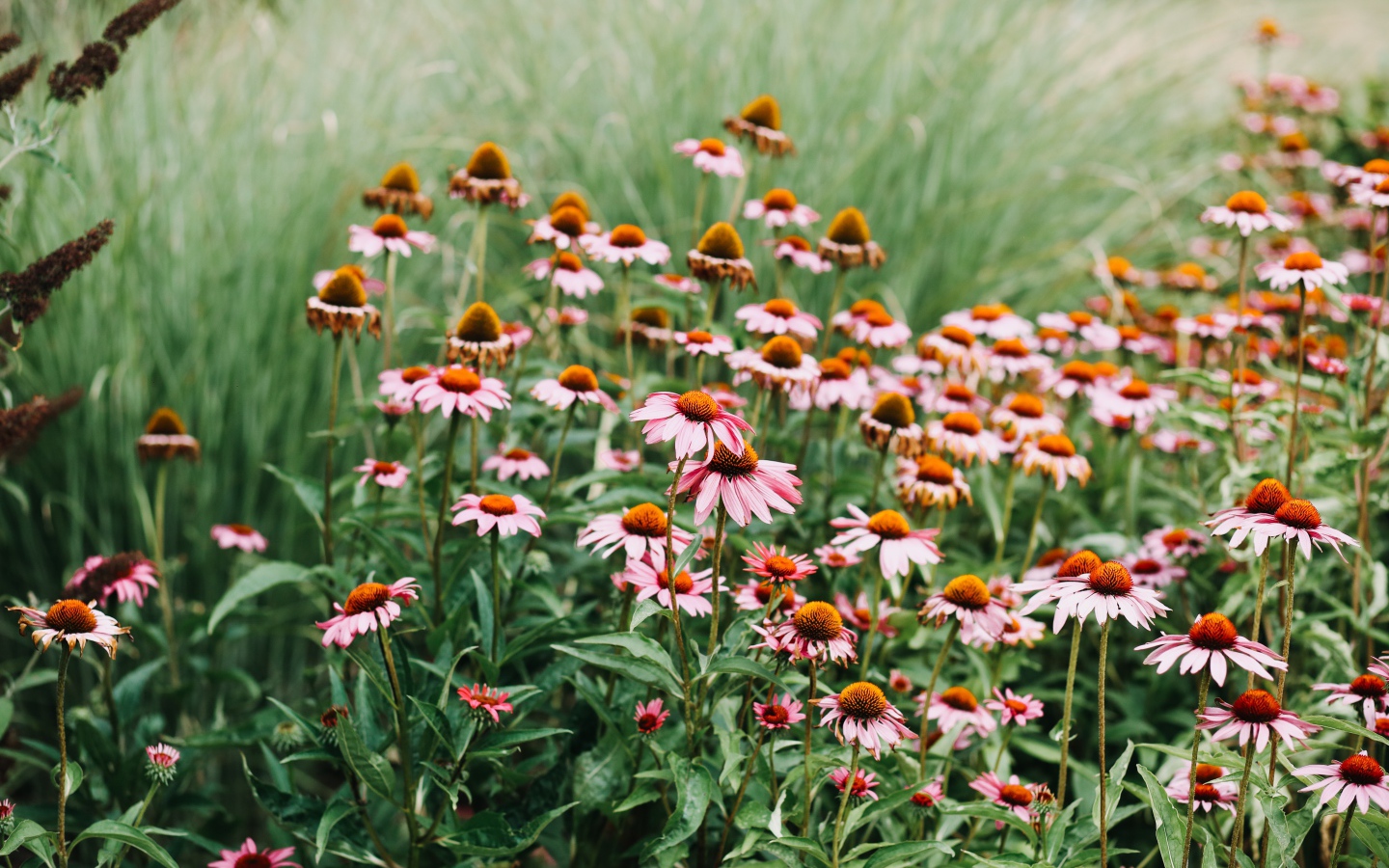 Много розовых цветов эхинацеи 