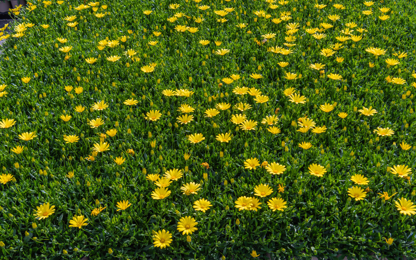 Много мелких желтых цветов крупным планом