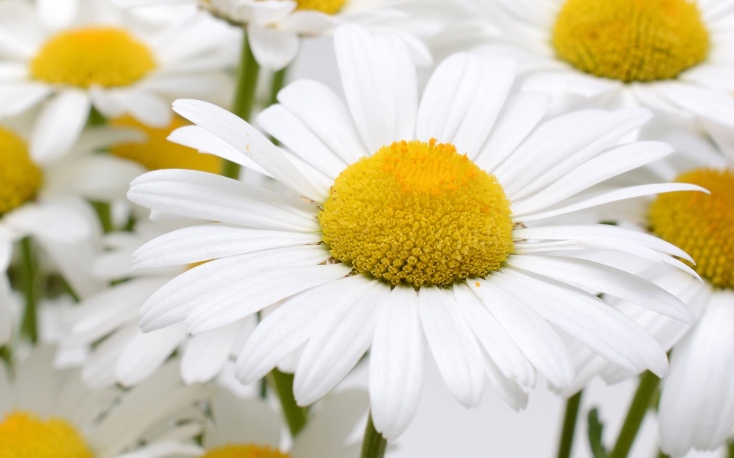 Много белых ромашек с желтой серединкой крупным планом