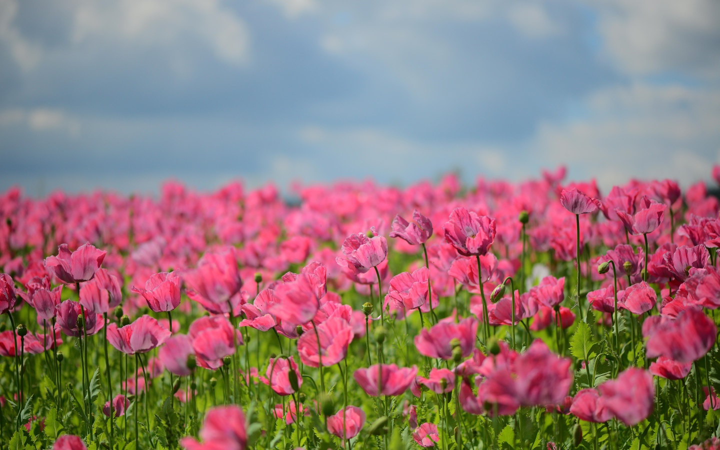 Много красивых розовых маков на поле
