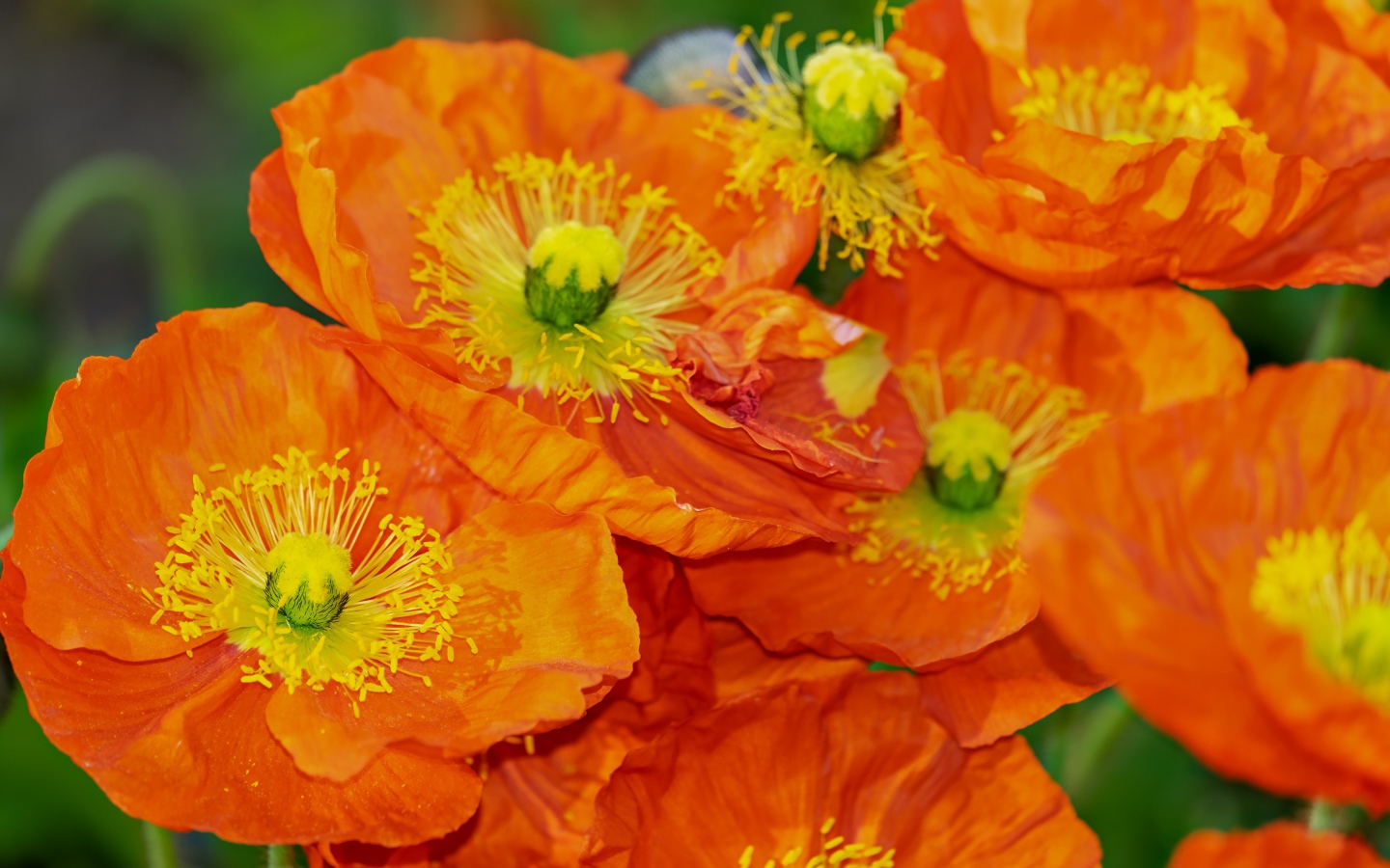 Много оранжевых декоративных маков на клумбе