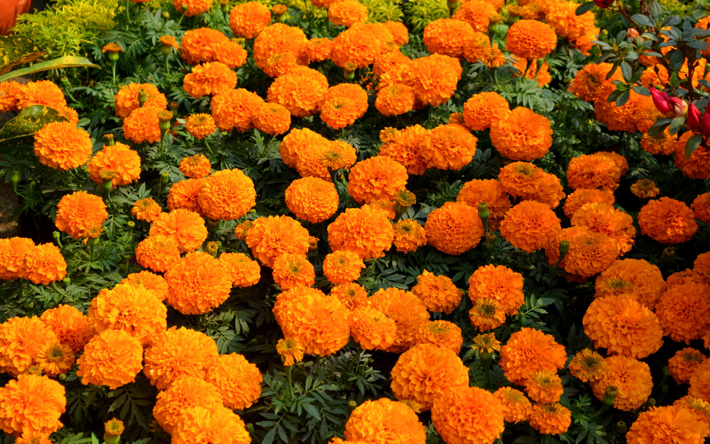 Много оранжевых цветов бархатцев крупным планом