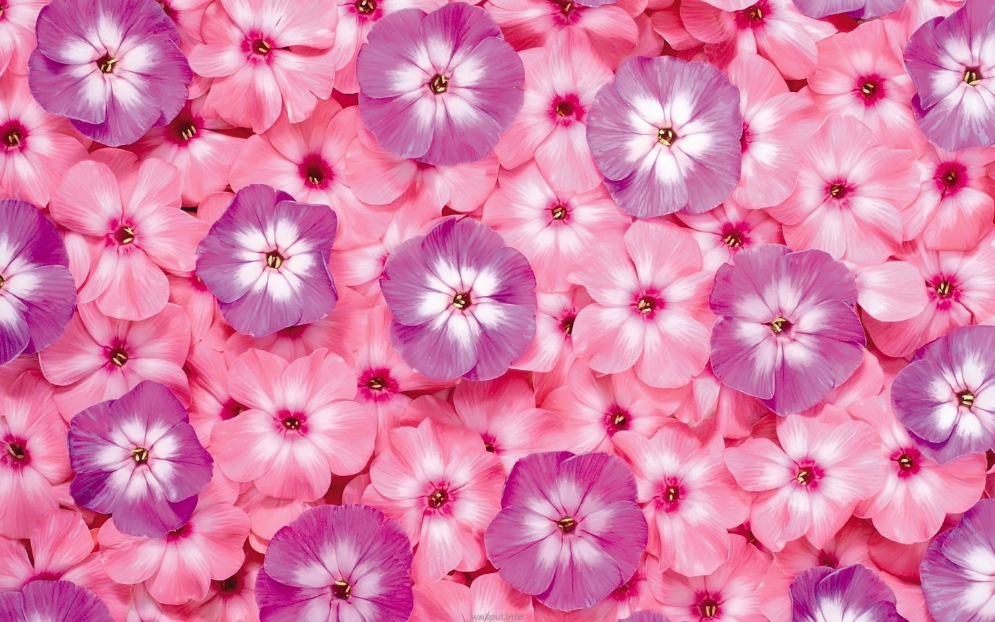 Много розовых цветов флоксы крупным планом