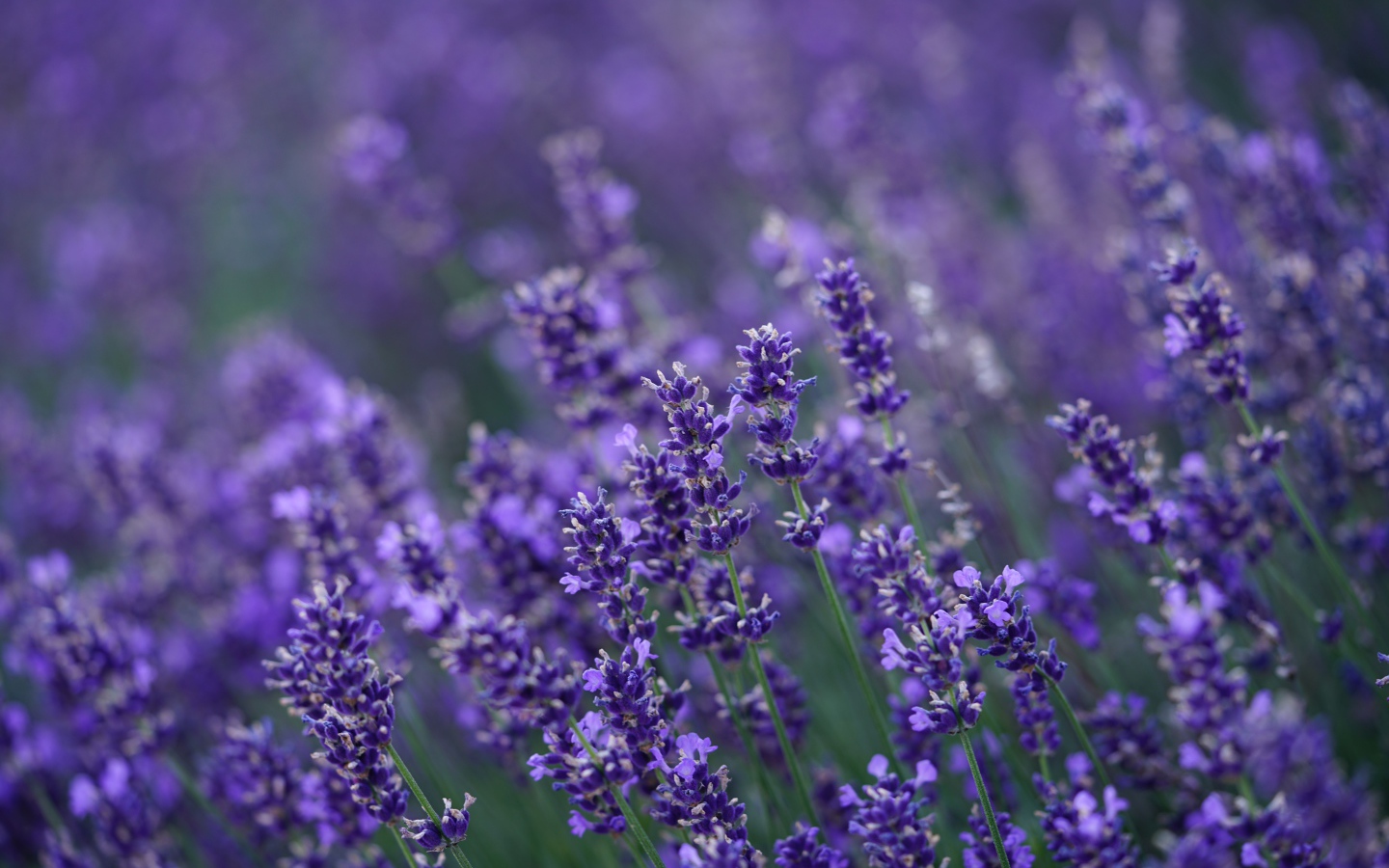 Много мелких цветов лаванды крупным планом