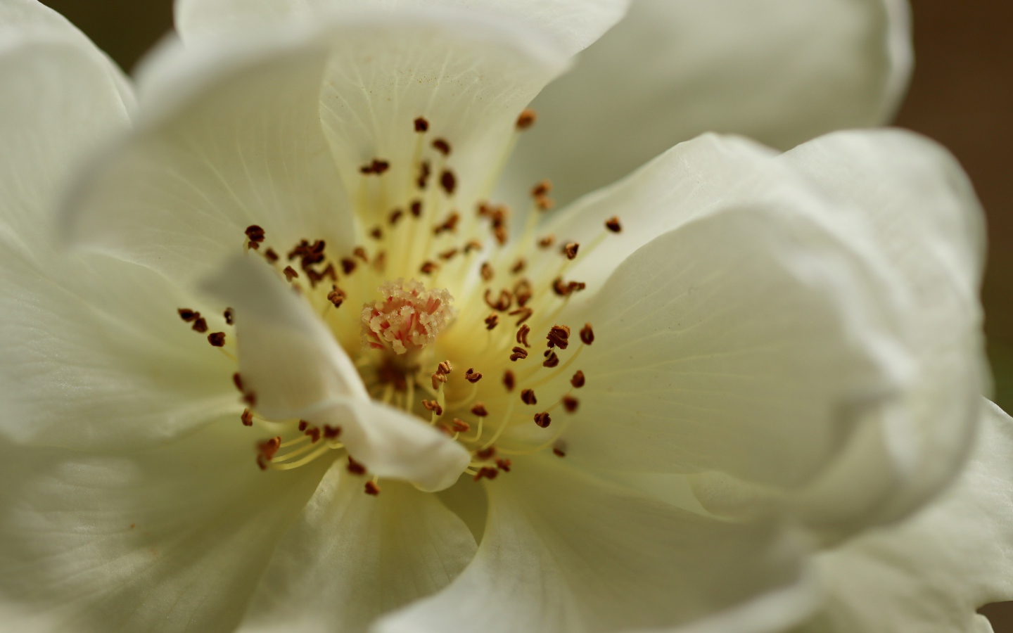 Серединка белого цветка крупным планом 