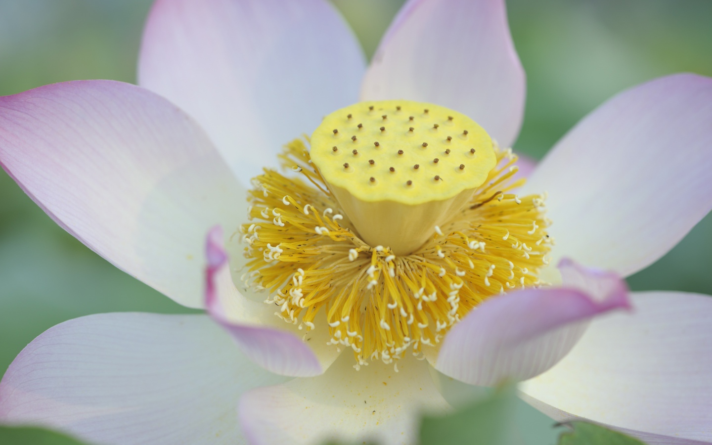 Серединка розового цветка лотоса 