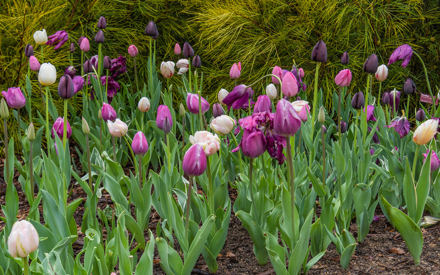 Разноцветные тюльпаны на клумбе 