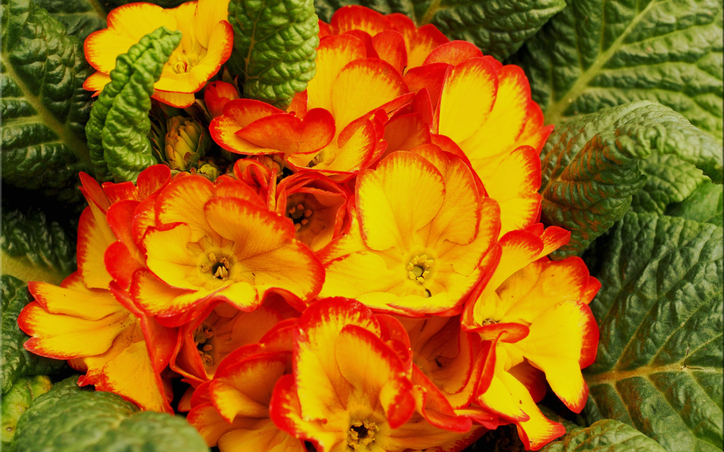 Оранжевый комнатный цветок примула с зелеными листьями