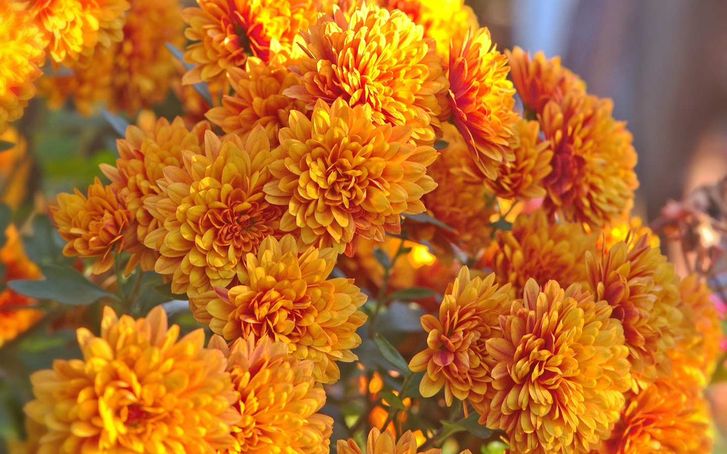 Оранжевые осенние цветы хризантемы крупным планом 