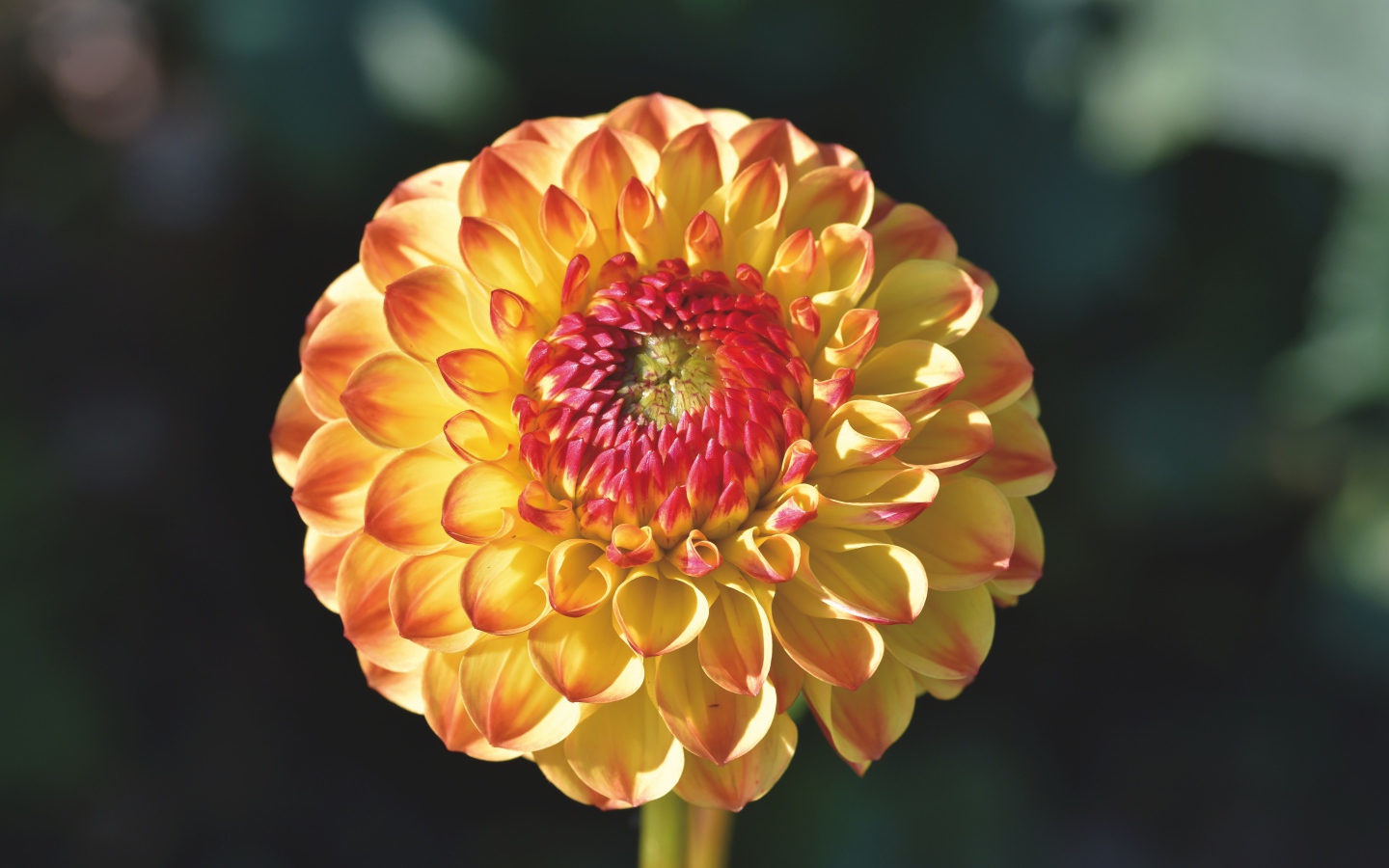 Оранжевый красивый цветок георгины крупным планом