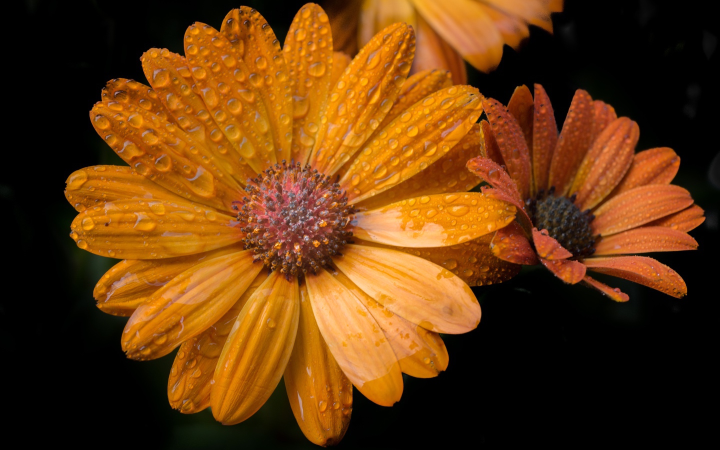 Оранжевые цветы в каплях росы на черном фоне