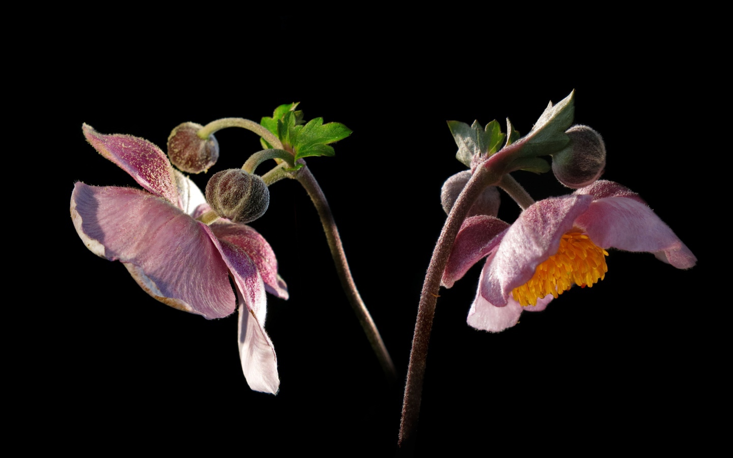 Розовые цветы анемоны с бутонами на черном фоне