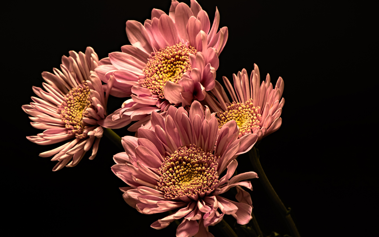 Розовые красивые хризантемы на черном фоне