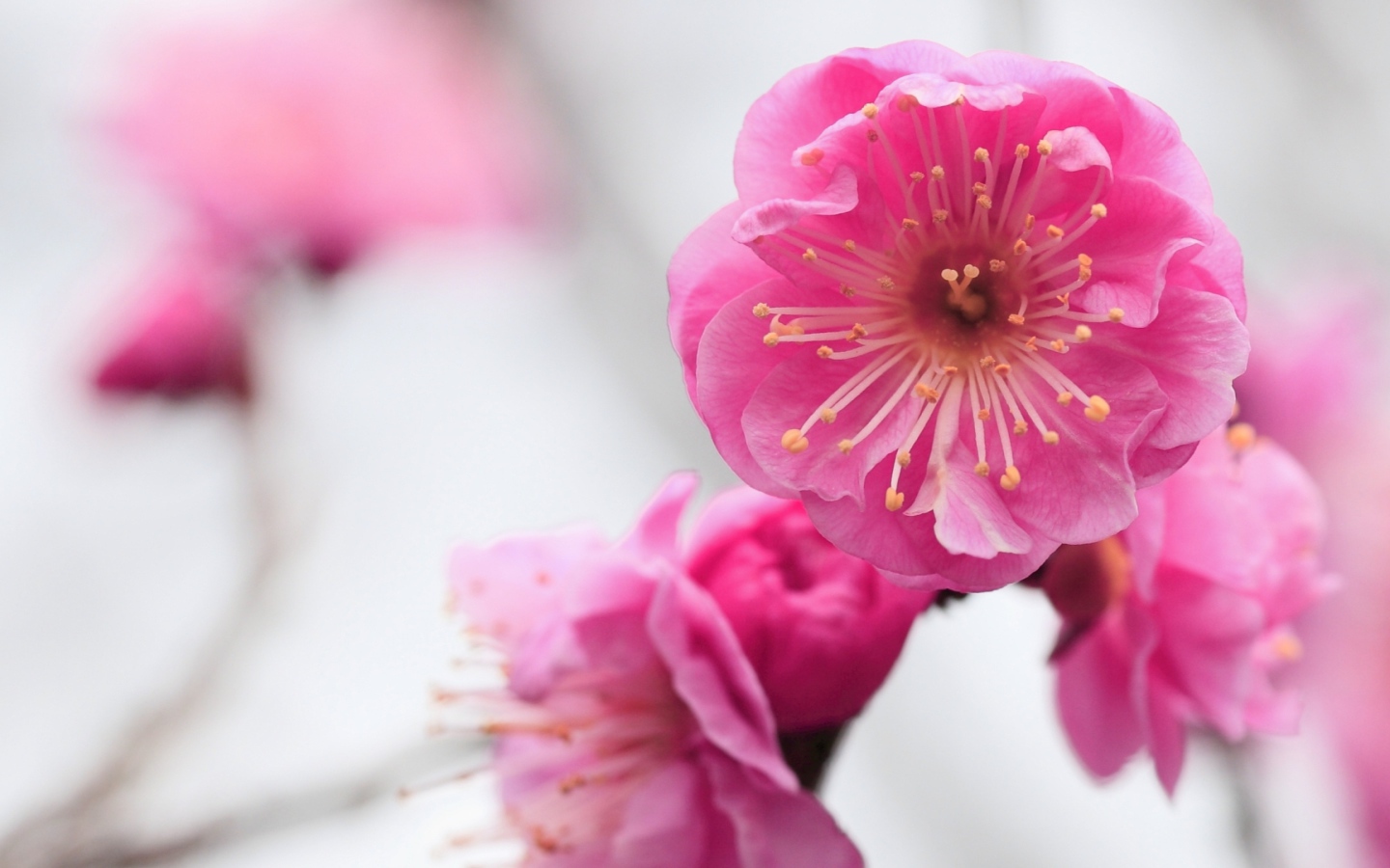 Розовый нежный цветок крупным планом