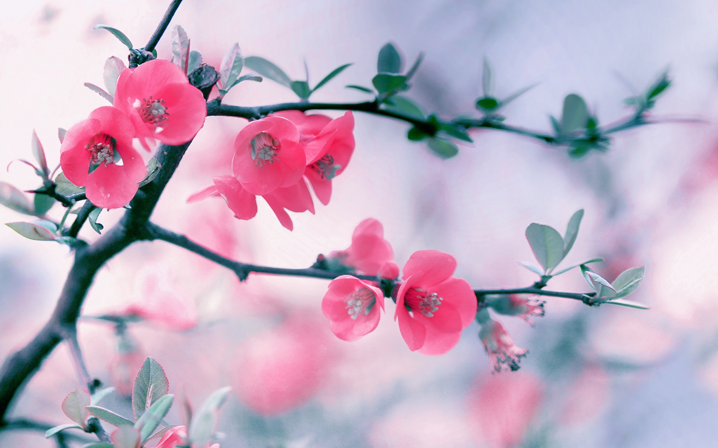 Розовые нежные цветы с зелеными листьями на ветке 