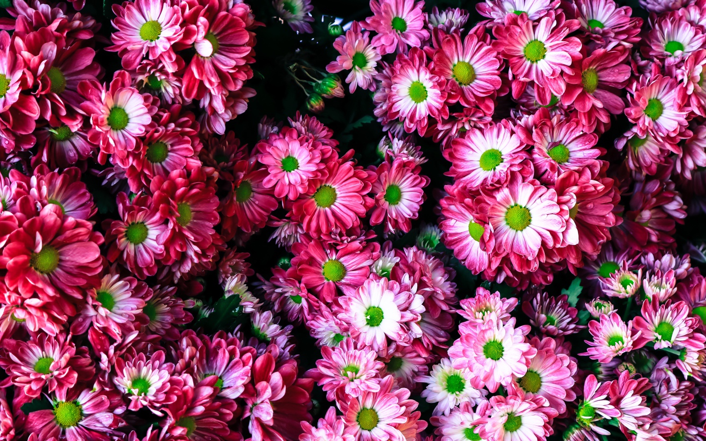 Розовые нежные садовые хризантемы крупным планом