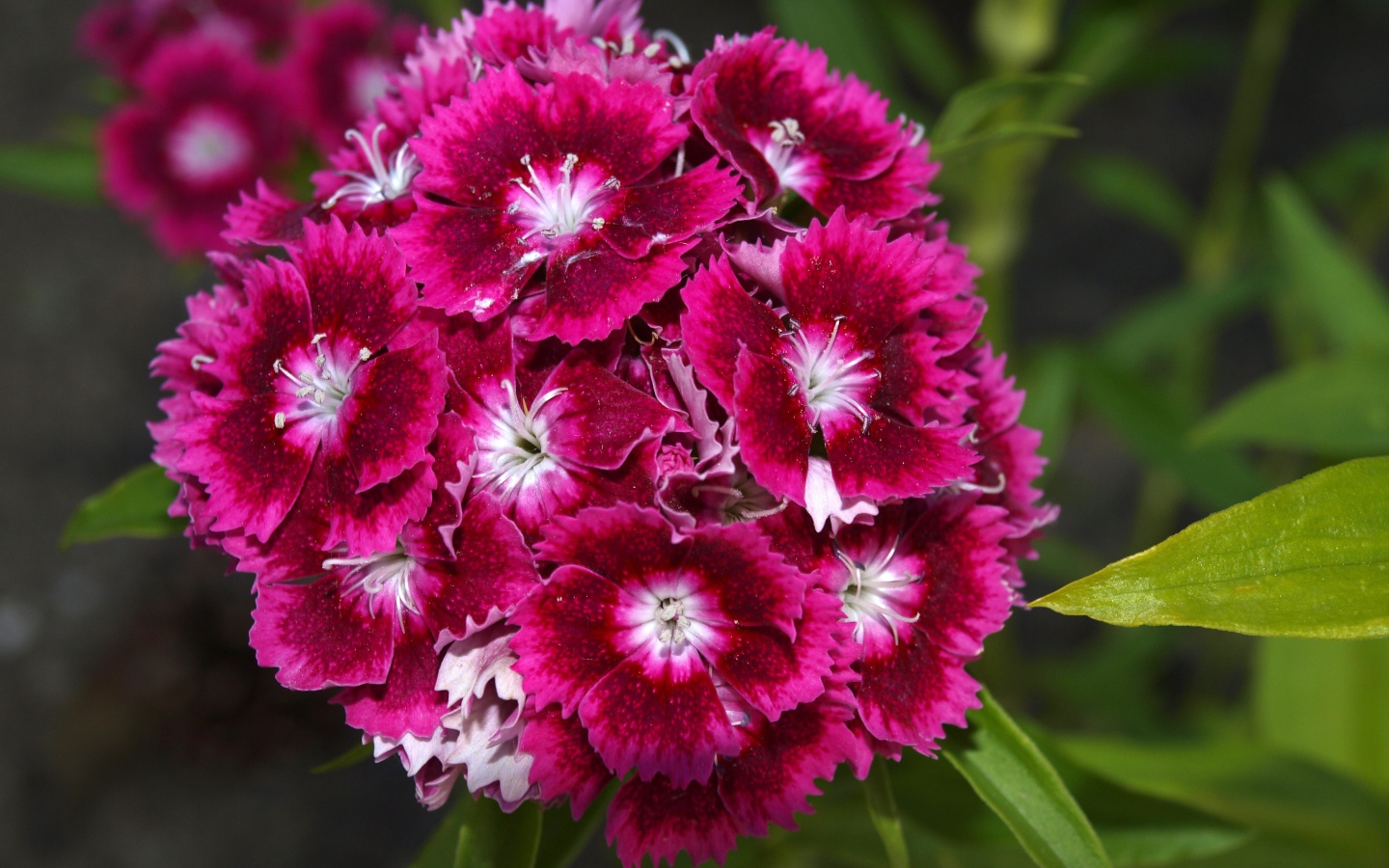 Розовые цветы садовой гвоздики на клумбе 