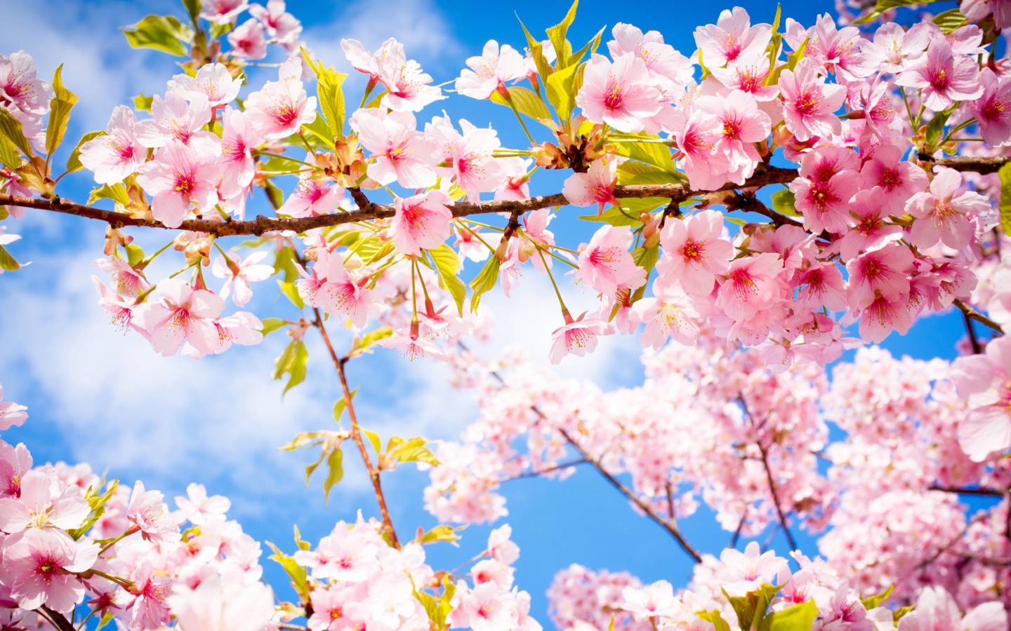 Розовые цветы на ветке с зелеными листьями в лучах солнца