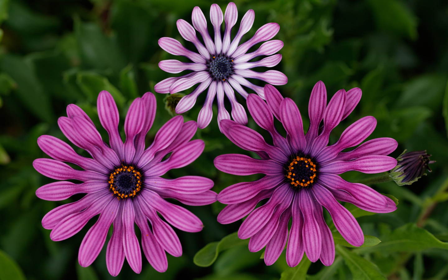 Розовые цветы остеоспермум крупным планом 