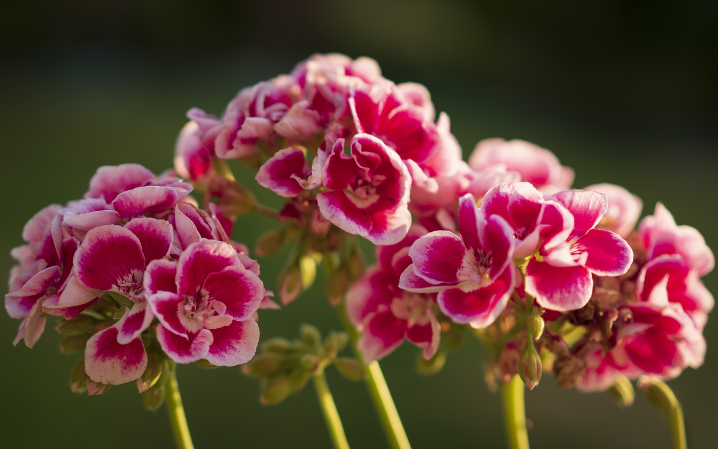 Розовые цветы герани в лучах солнца крупным планом