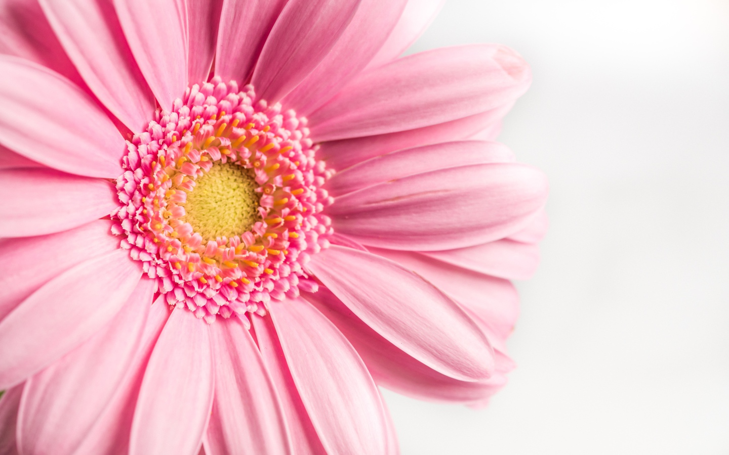 Розовый цветок герберы на белом фоне крупным планом