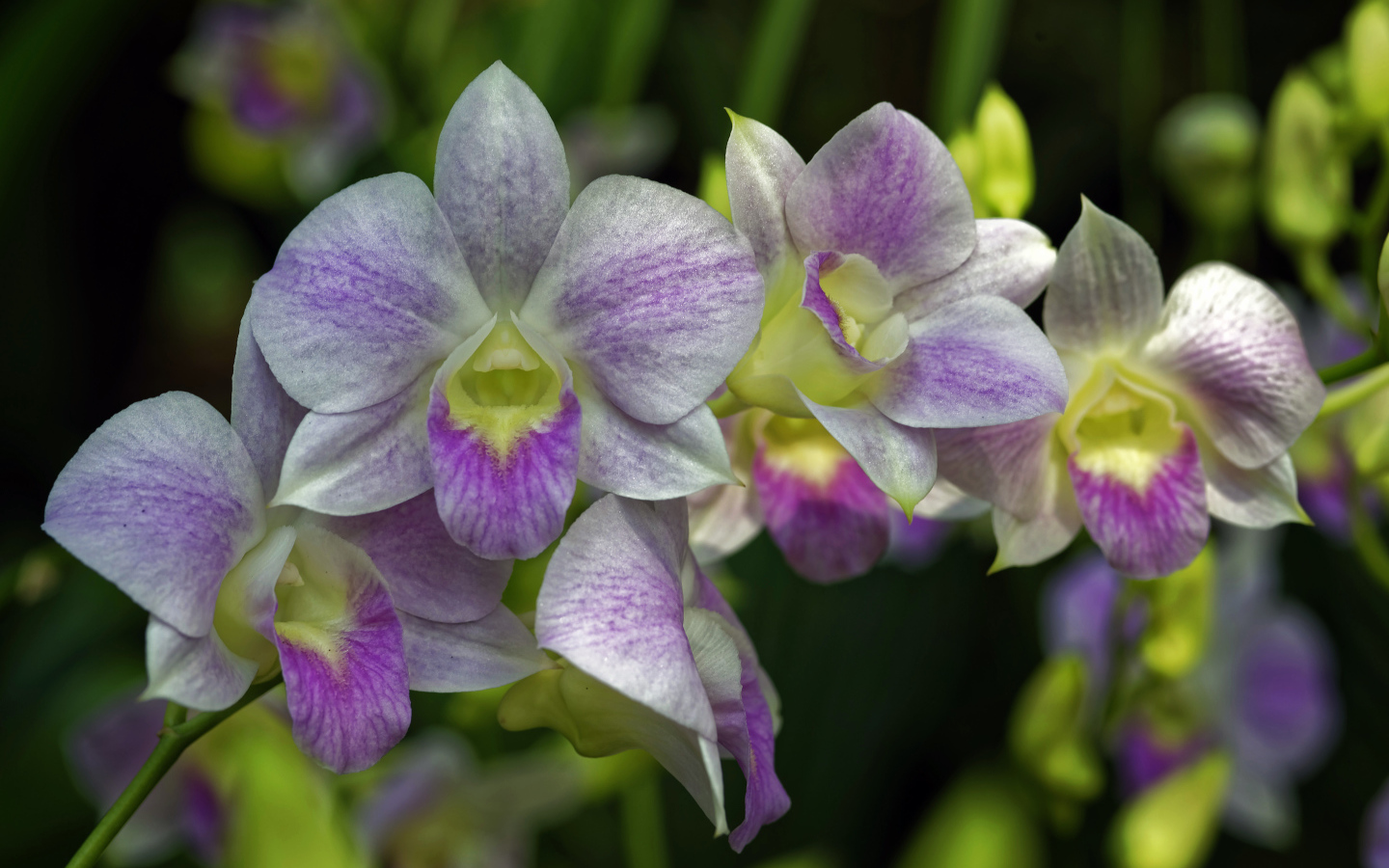 Розовые цветы орхидеи крупным планом