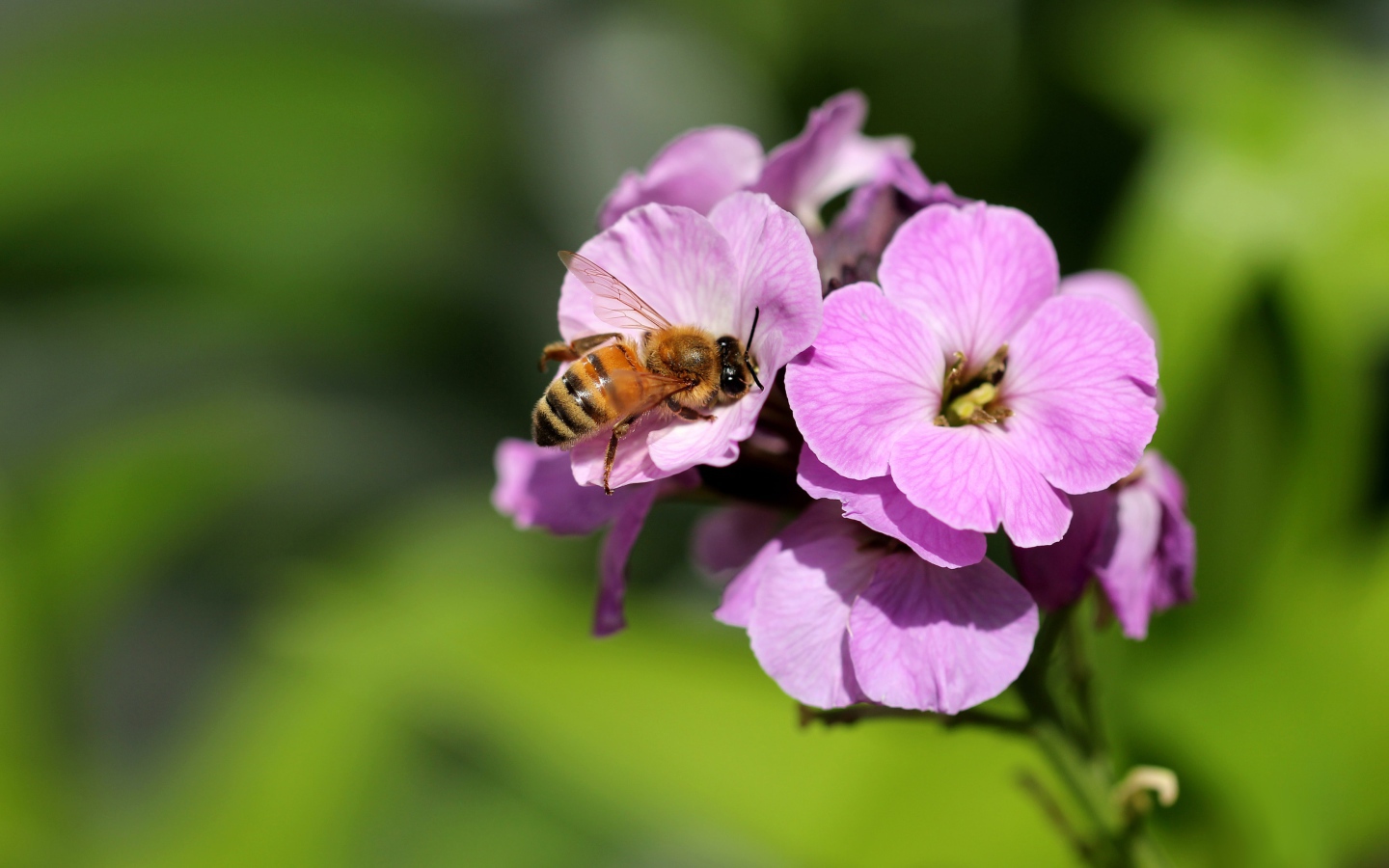Розовый цветок флокса с пчелой 