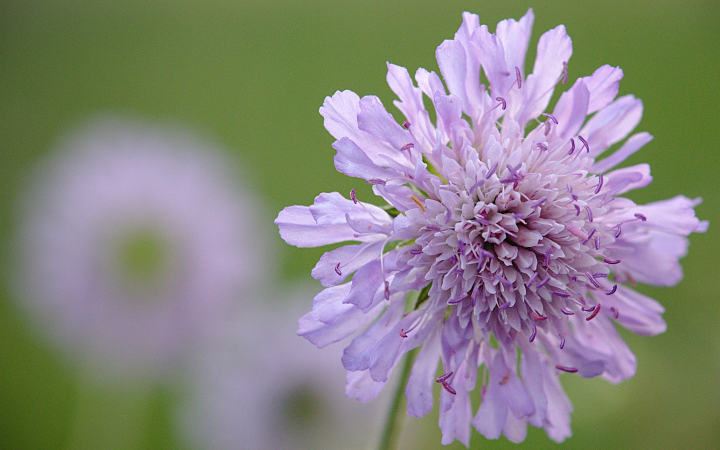 Розовый цветок скабиоза на зеленом фоне