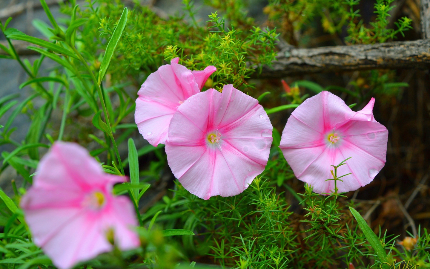 Розовые полевые цветы в зеленой траве