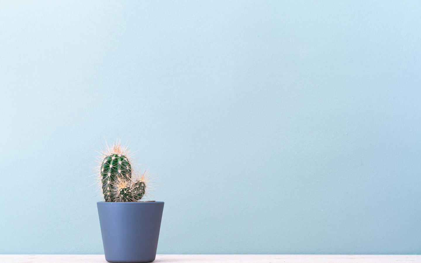 Колючий кактус в горшке на голубом фоне
