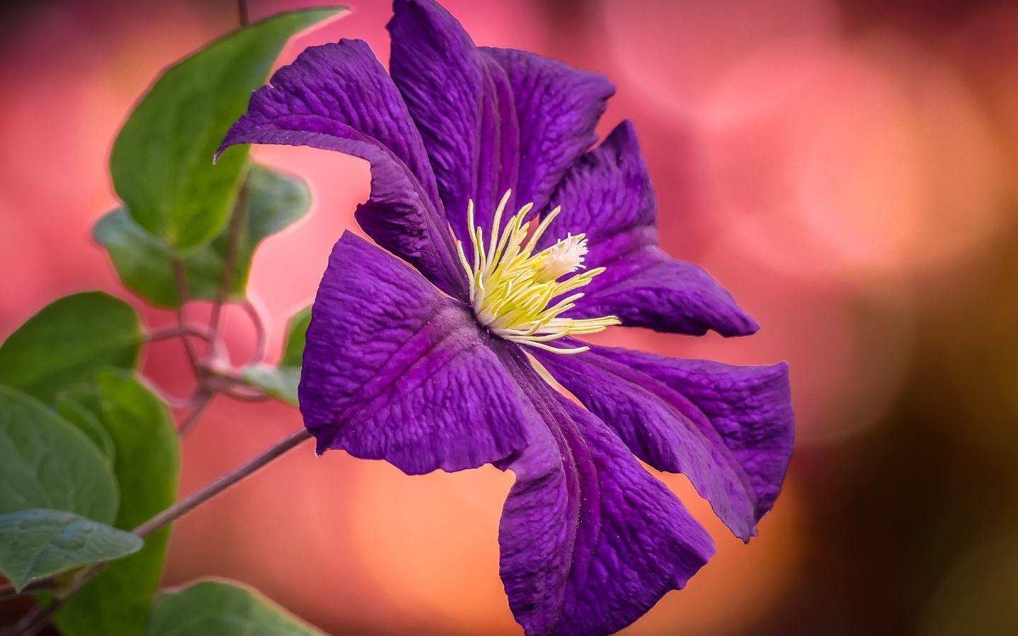 Фиолетовый цветок клематиса с зелеными листьями  крупным планом