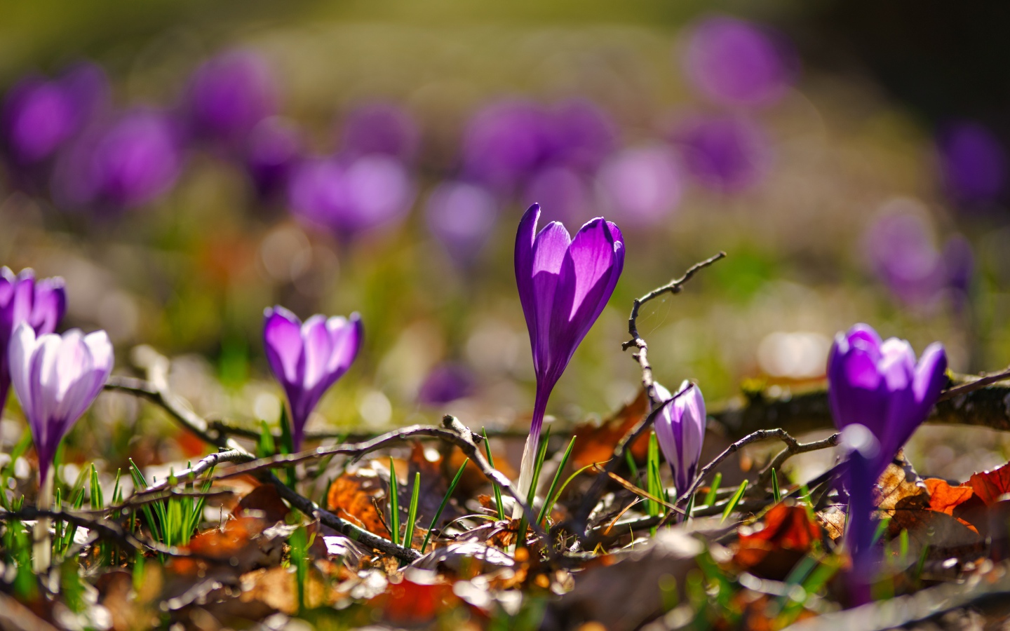 Фиолетовые крокусы в сухих листьях в лучах солнца