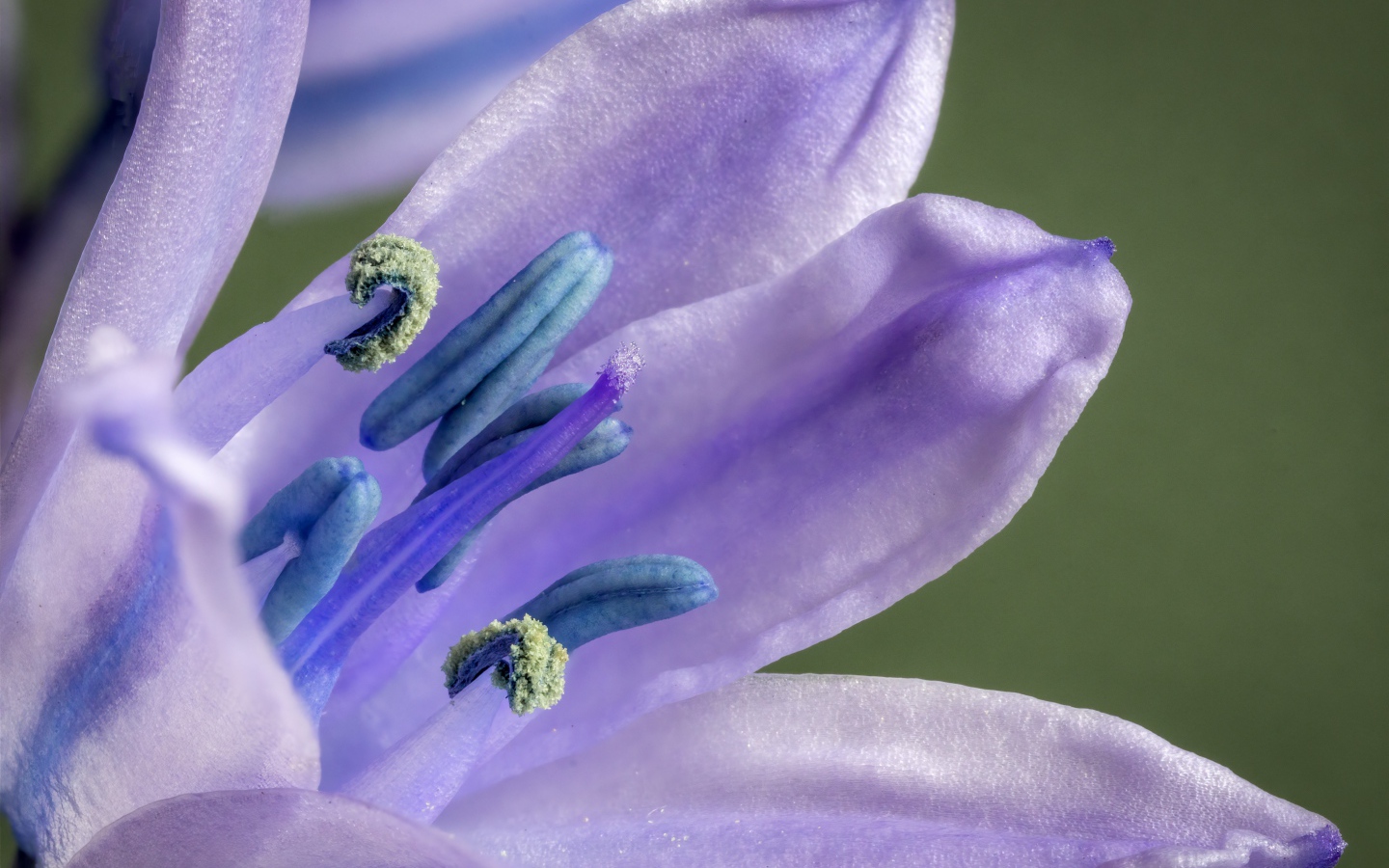 Фиолетовый цветок тюльпана крупным планом 