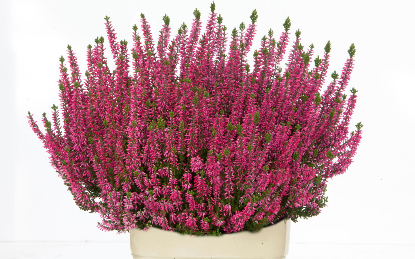 Красные цветы вереск в вазе на белом фоне