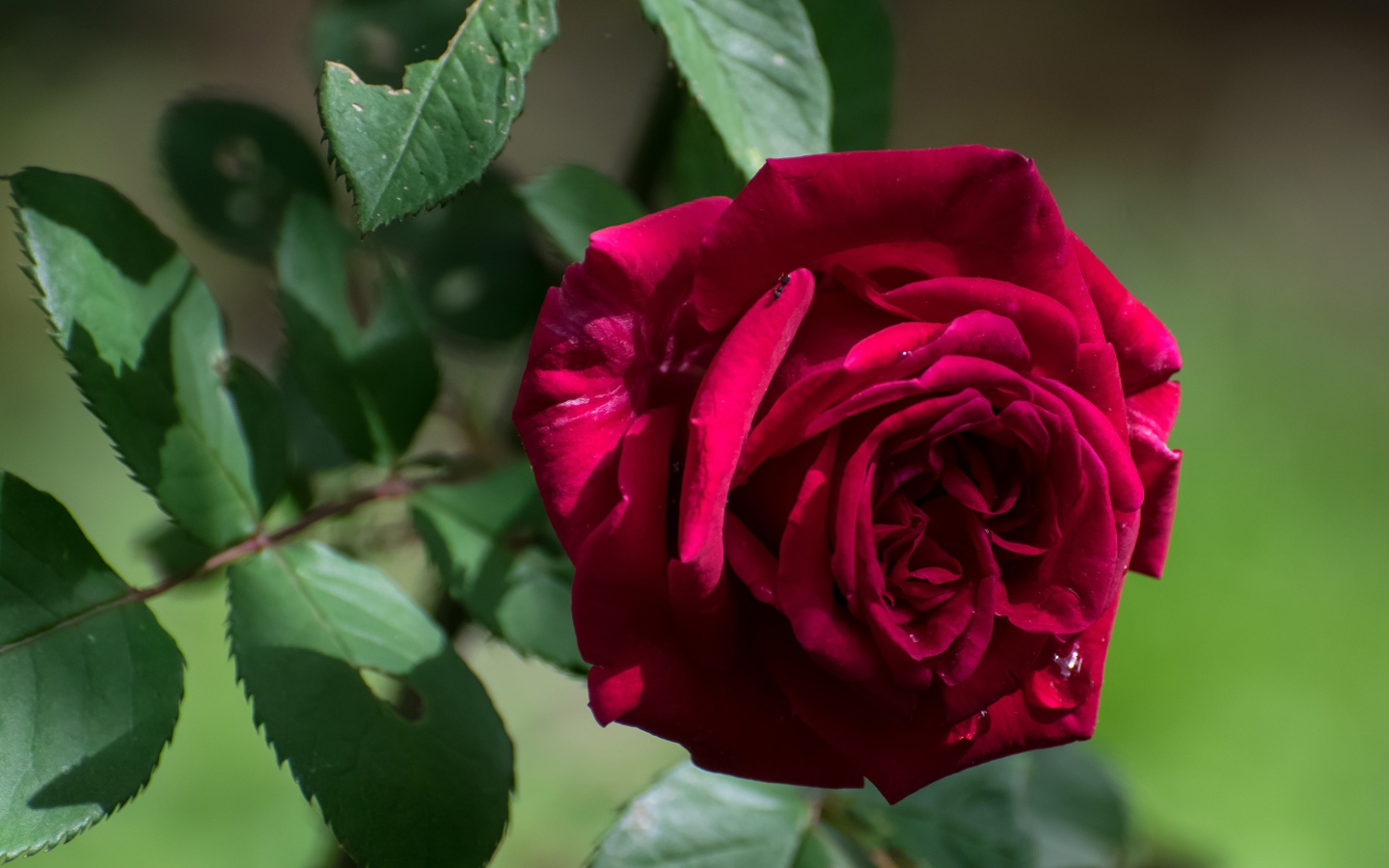 Красная садовая роза с зелеными листьями крупным планом