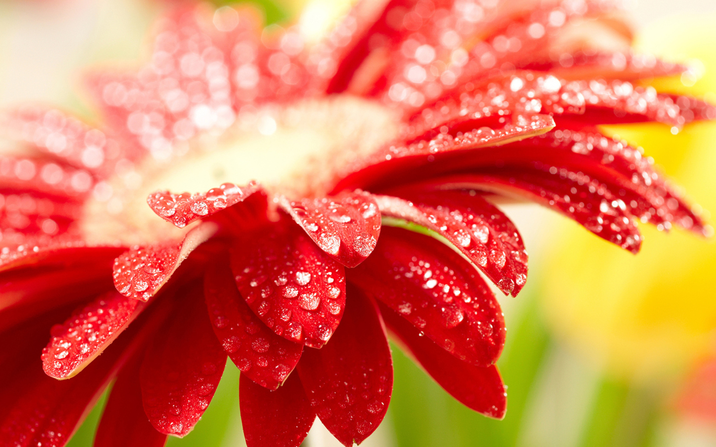 Red gerbera flower with water drops on the petals