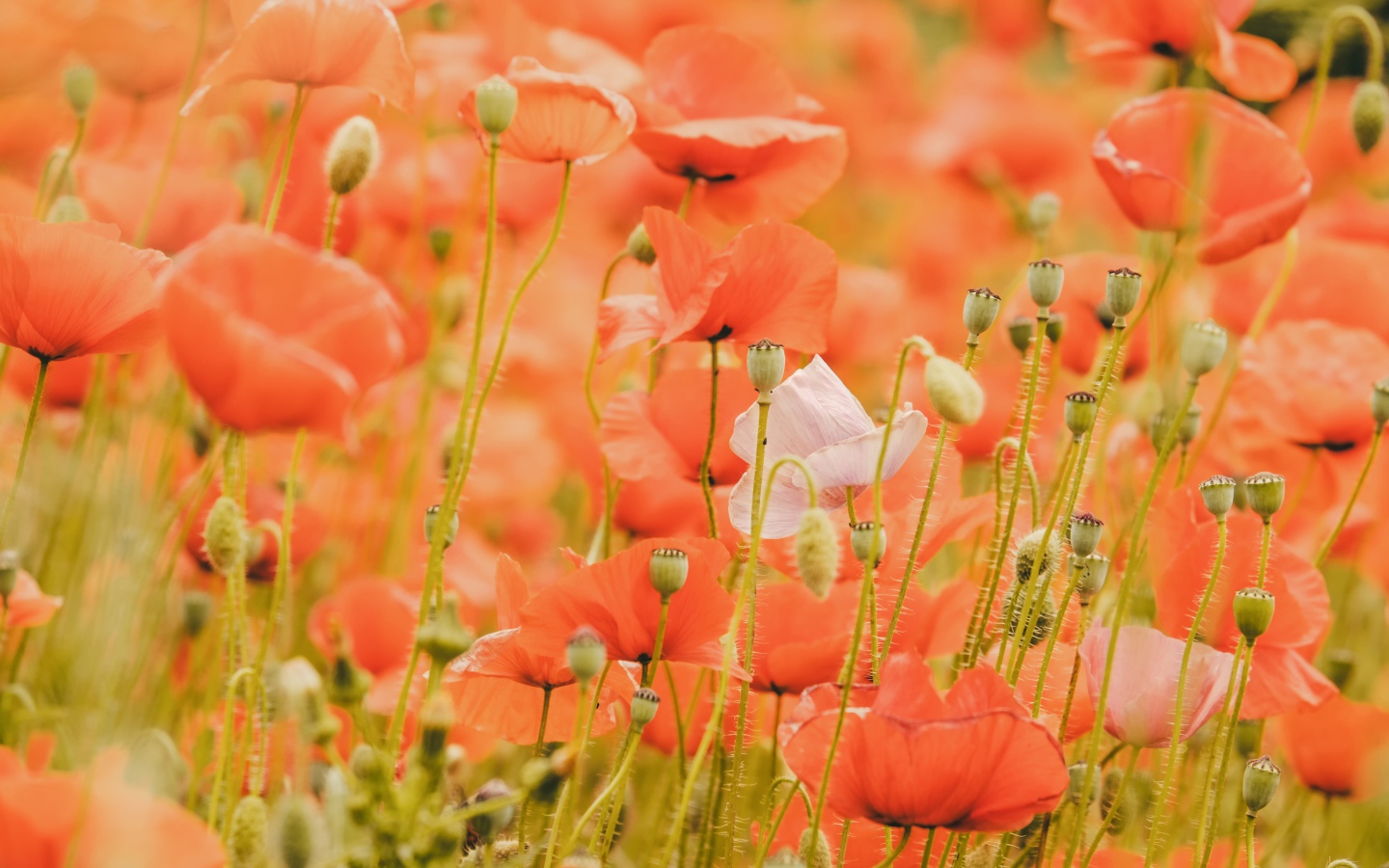 Красные маки на поле крупным планом