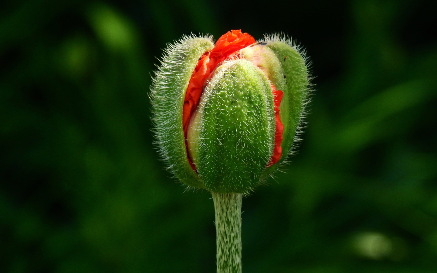 Цветок красного мака распускается на клумбе