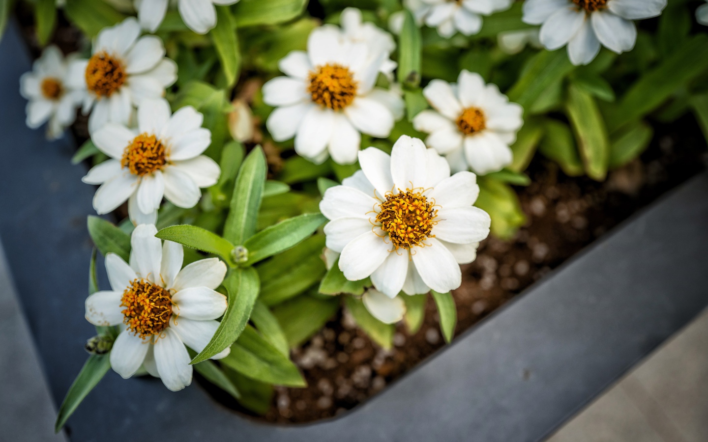 Маленькие белые цветы в кашпо на окне