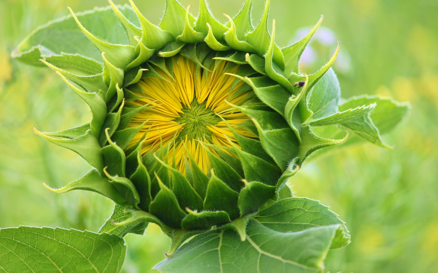 Цветок подсолнуха распускается на поле