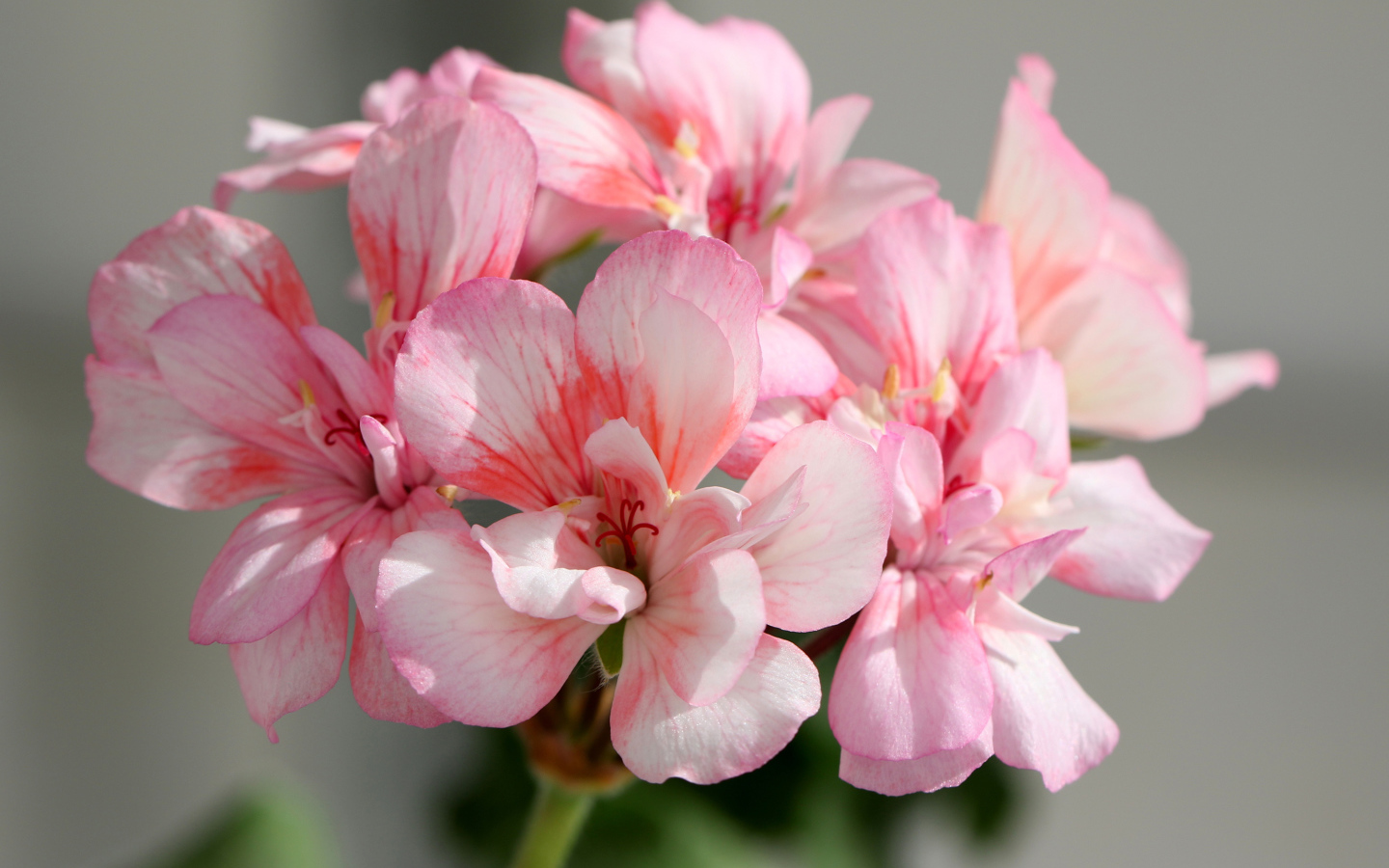 Нежные розовые цветы герани крупным планом