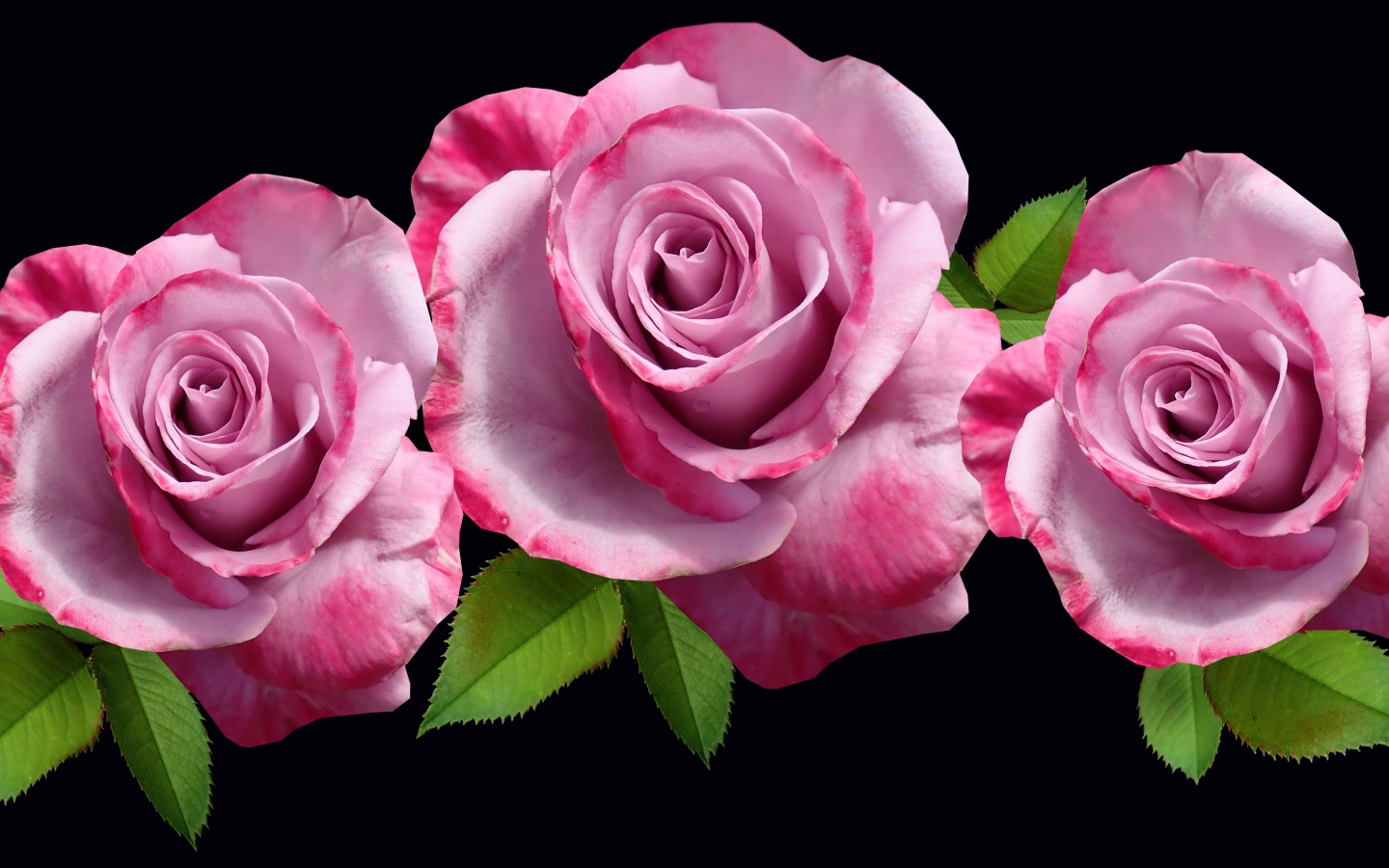 Три розовые розы с зелеными листьями на черном фоне