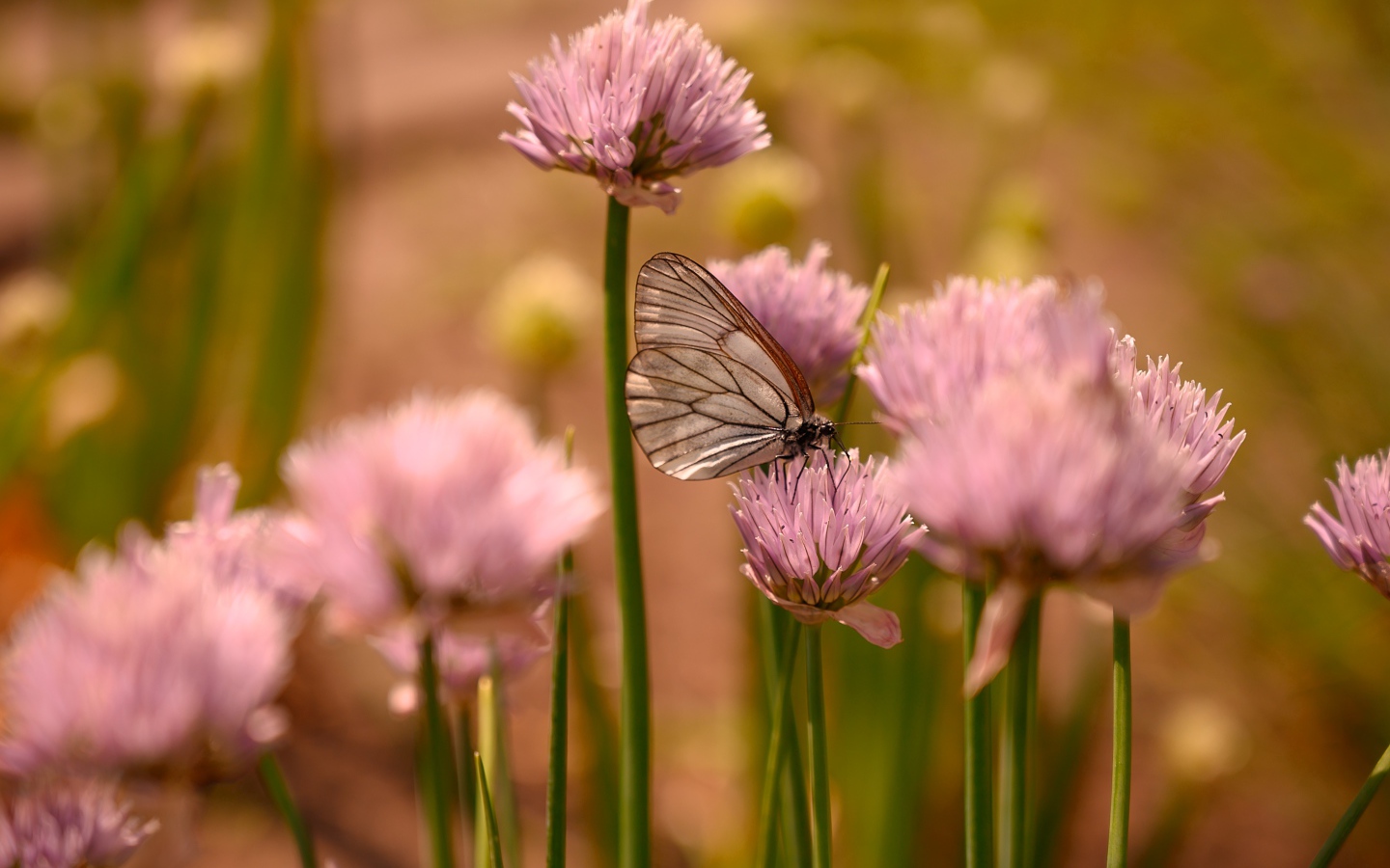 Прозрачная бабочка сидит на розовом цветке 