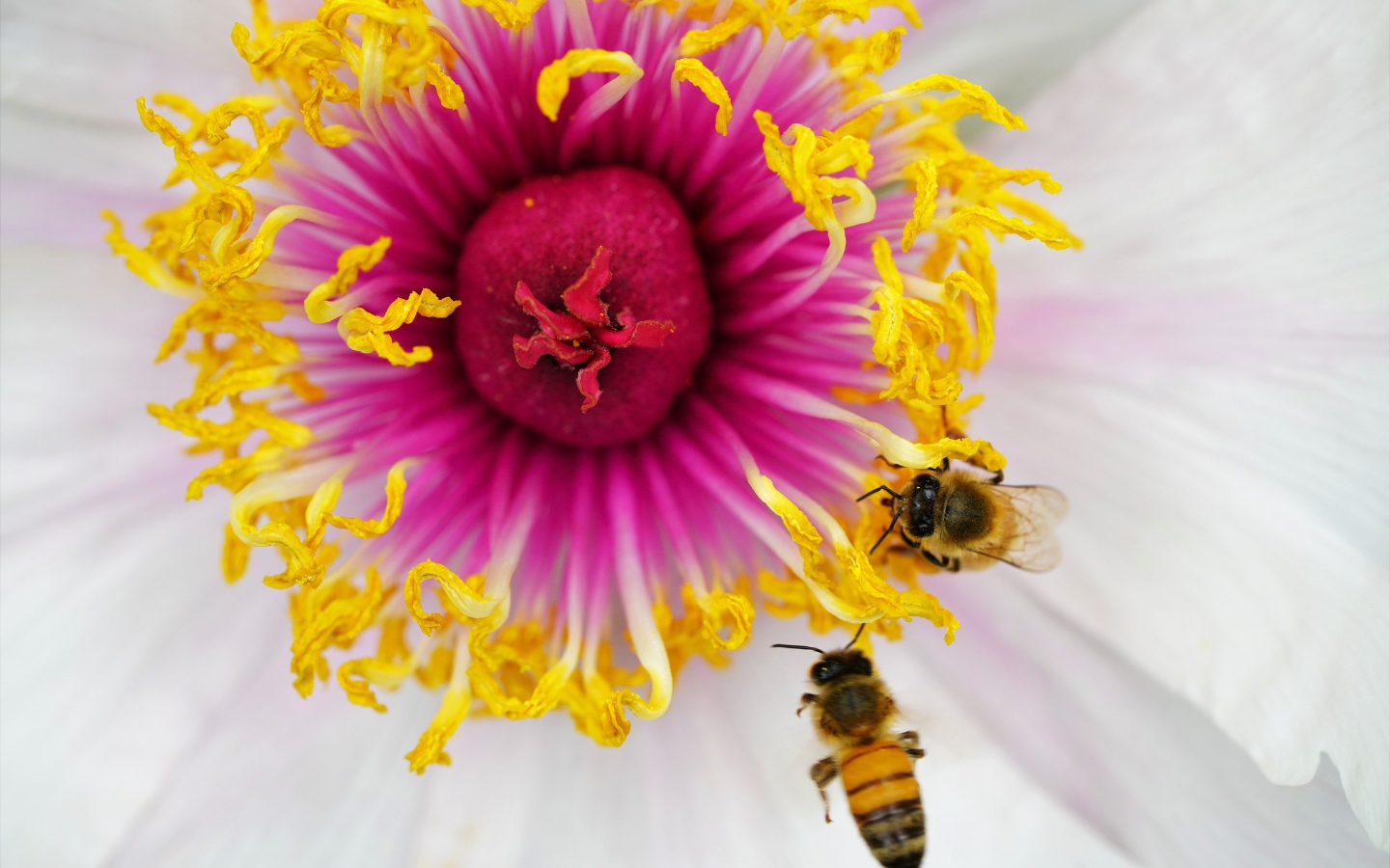 Две пчелы сидят в середине цветка 