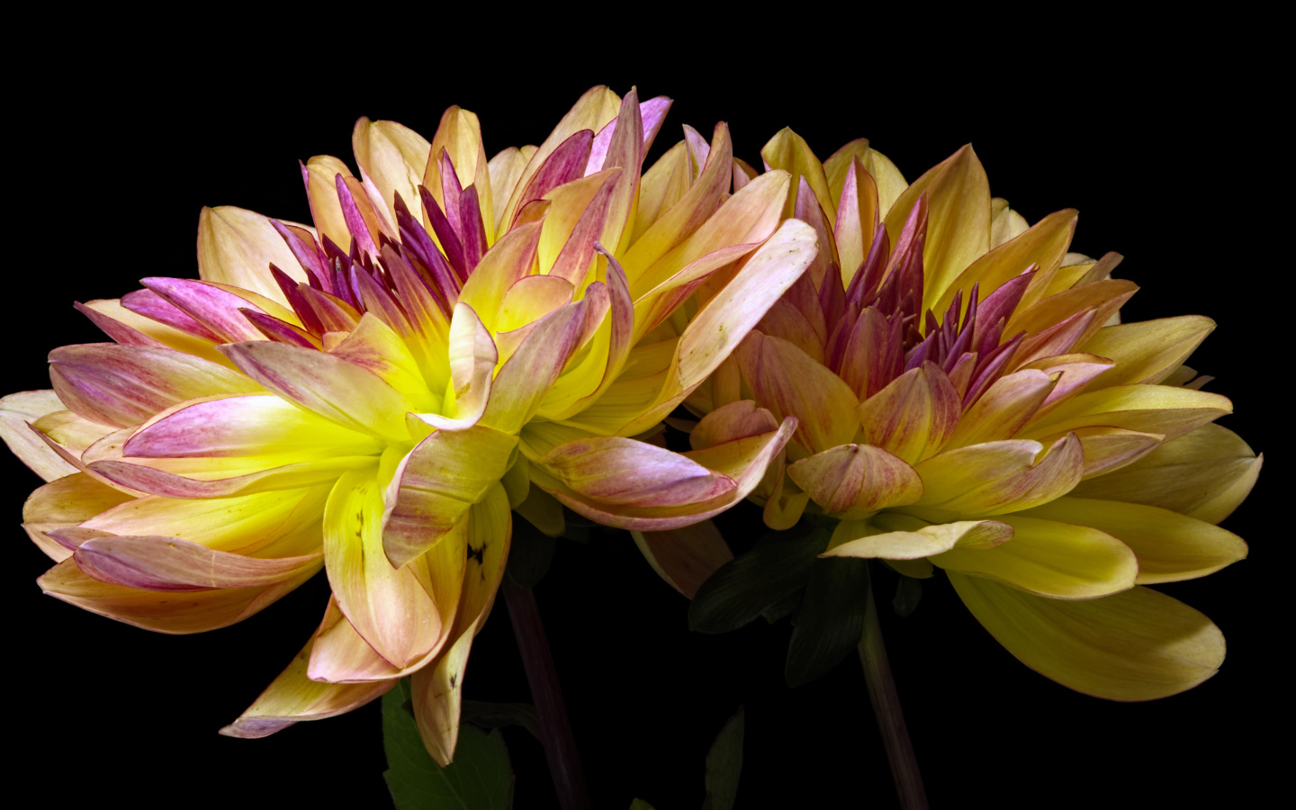 Два цветка георгины на черном фоне крупным планом