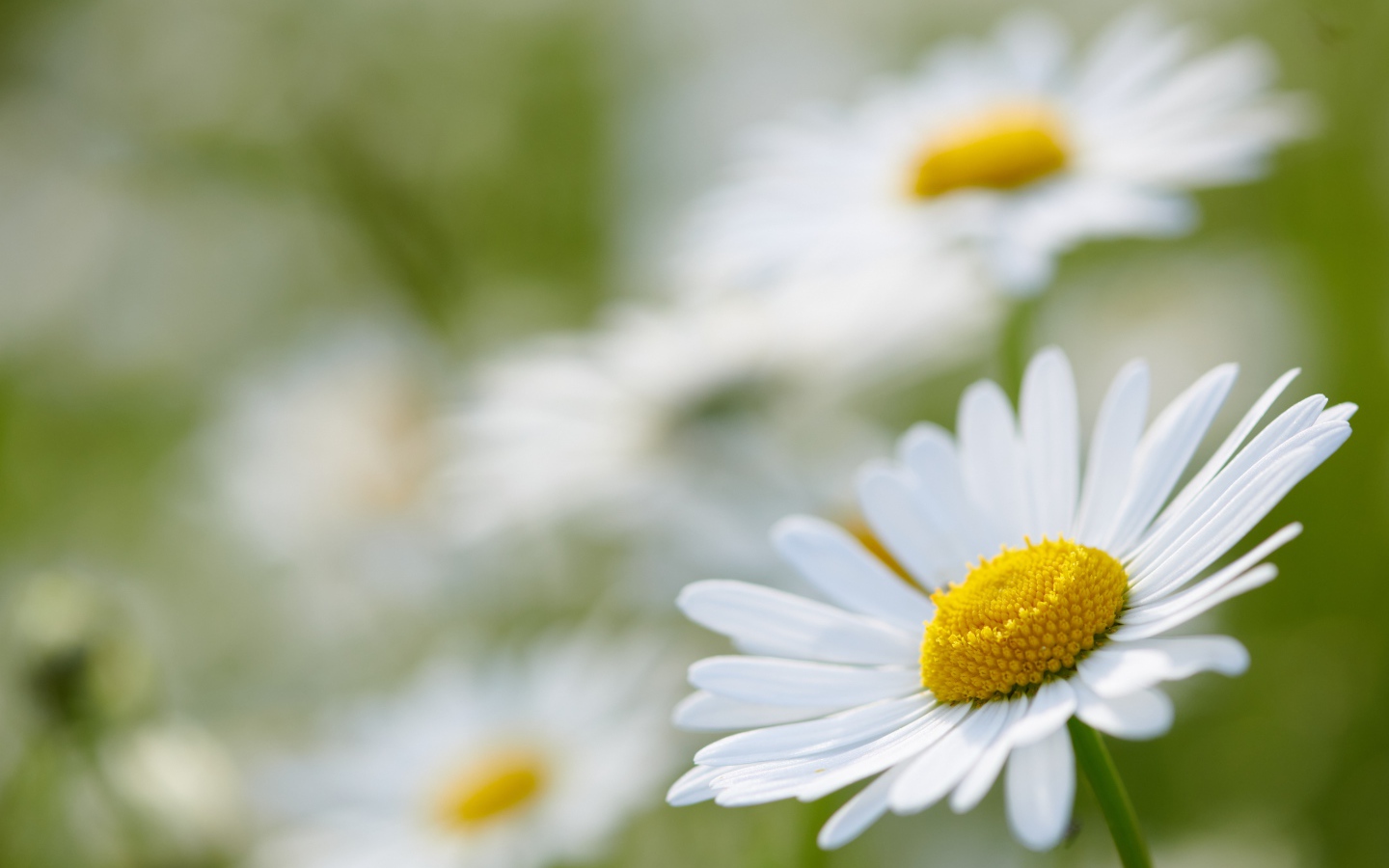 Белая ромашка на поле крупным планом