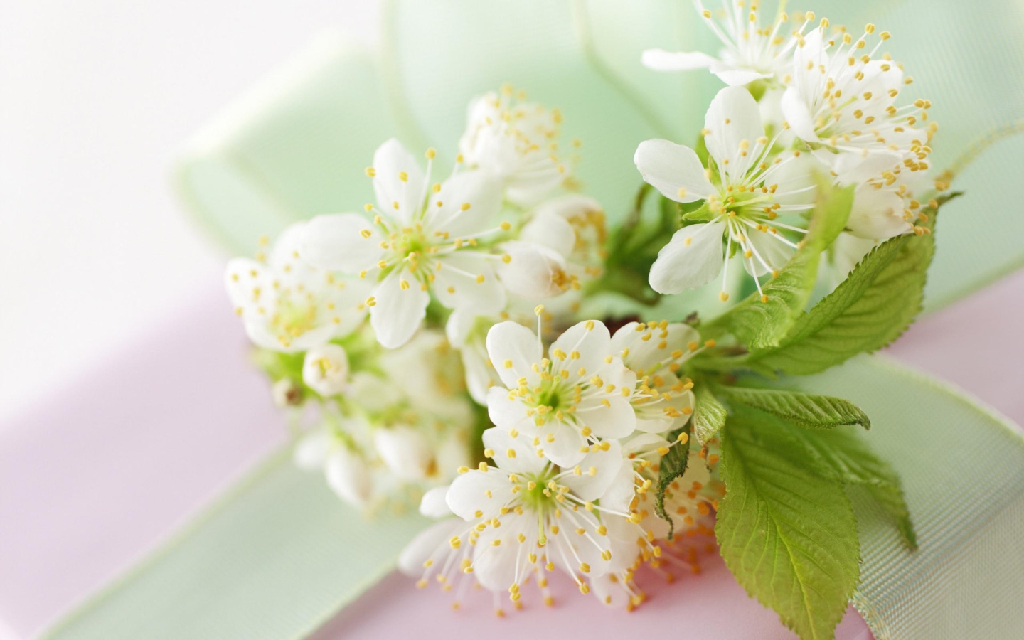Белые цветы черешни с зелеными листьями на столе с лентой