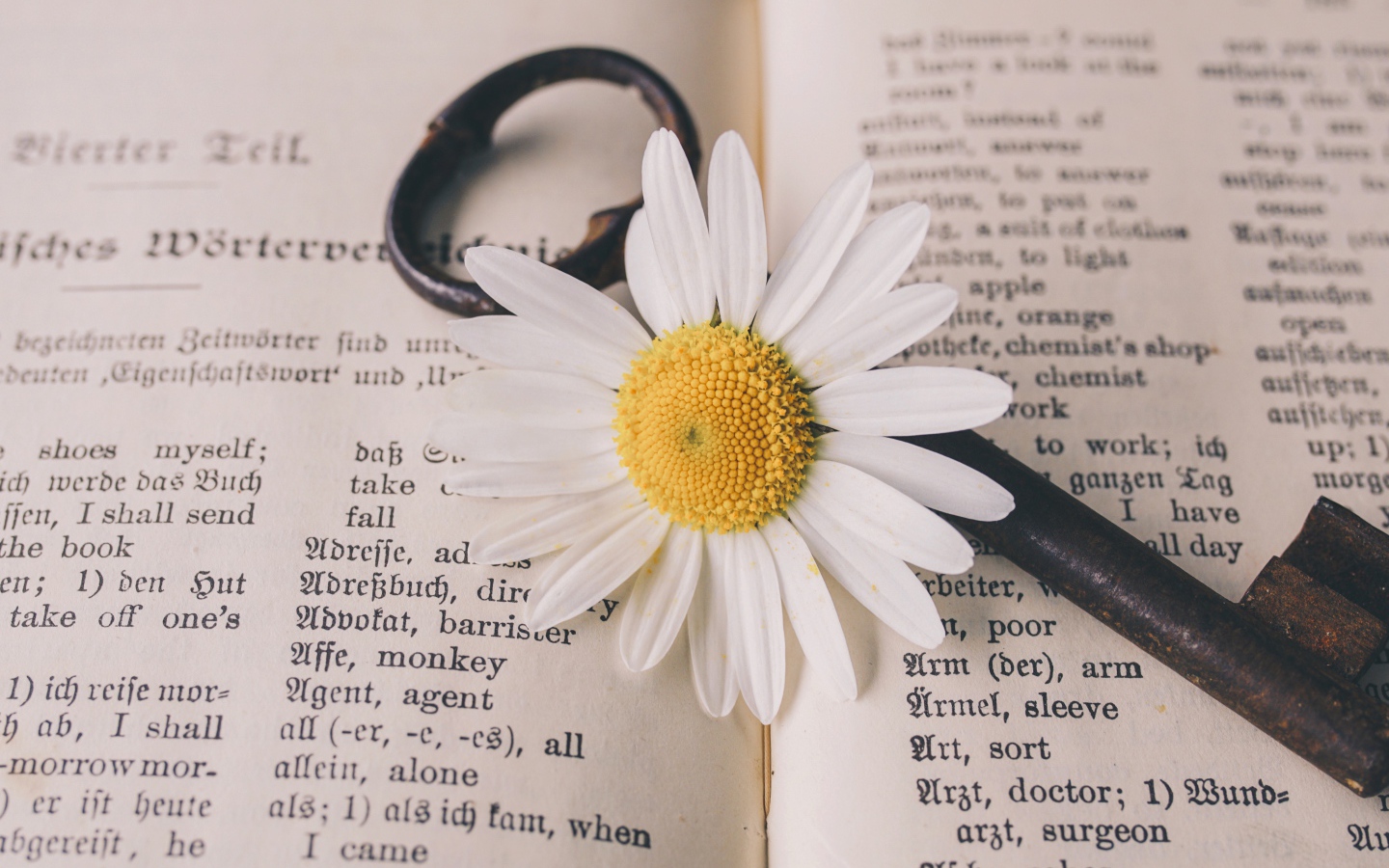Белая ромашка с ключом лежат на книге